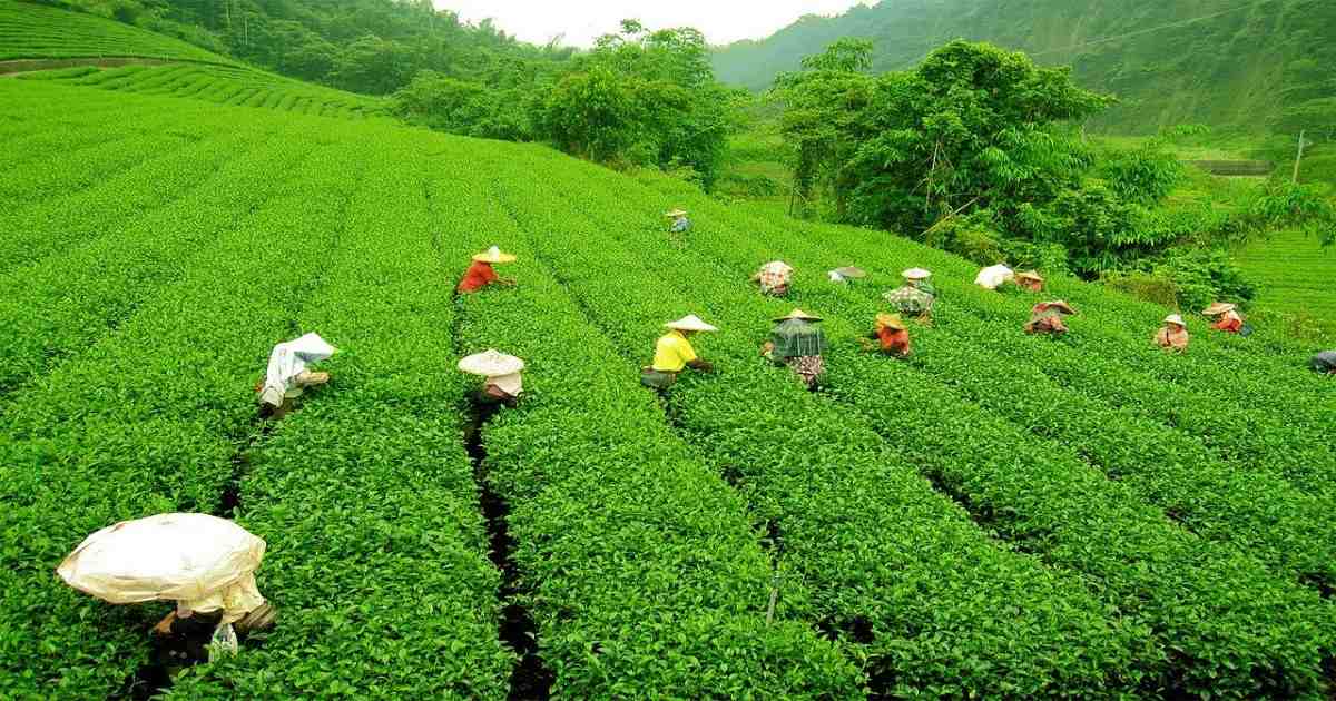 Morning in the Tea Garden!
